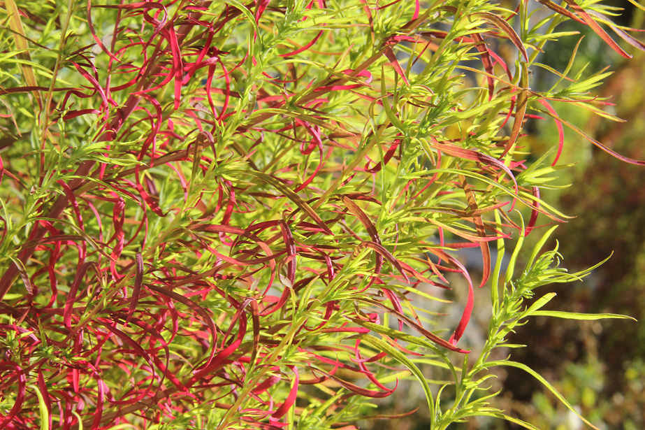 Image of Bassia scoparia f. trichophylla specimen.