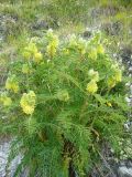 Astragalus maximus