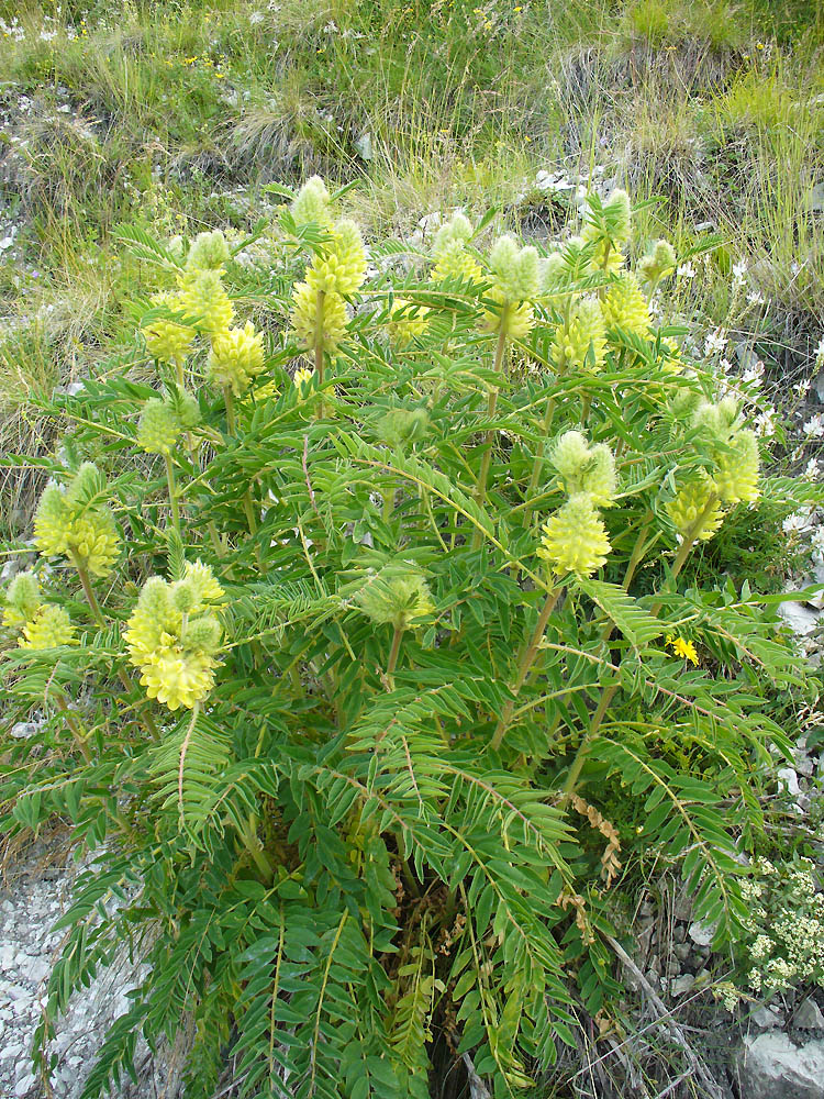 Изображение особи Astragalus maximus.