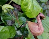 Aristolochia kaempferi. Развивающиеся бутоны и часть листа. Германия, г. Essen, Grugapark. 29.09.2013.