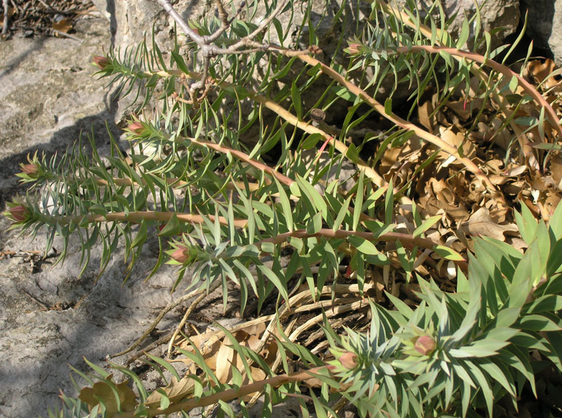 Image of Euphorbia rigida specimen.