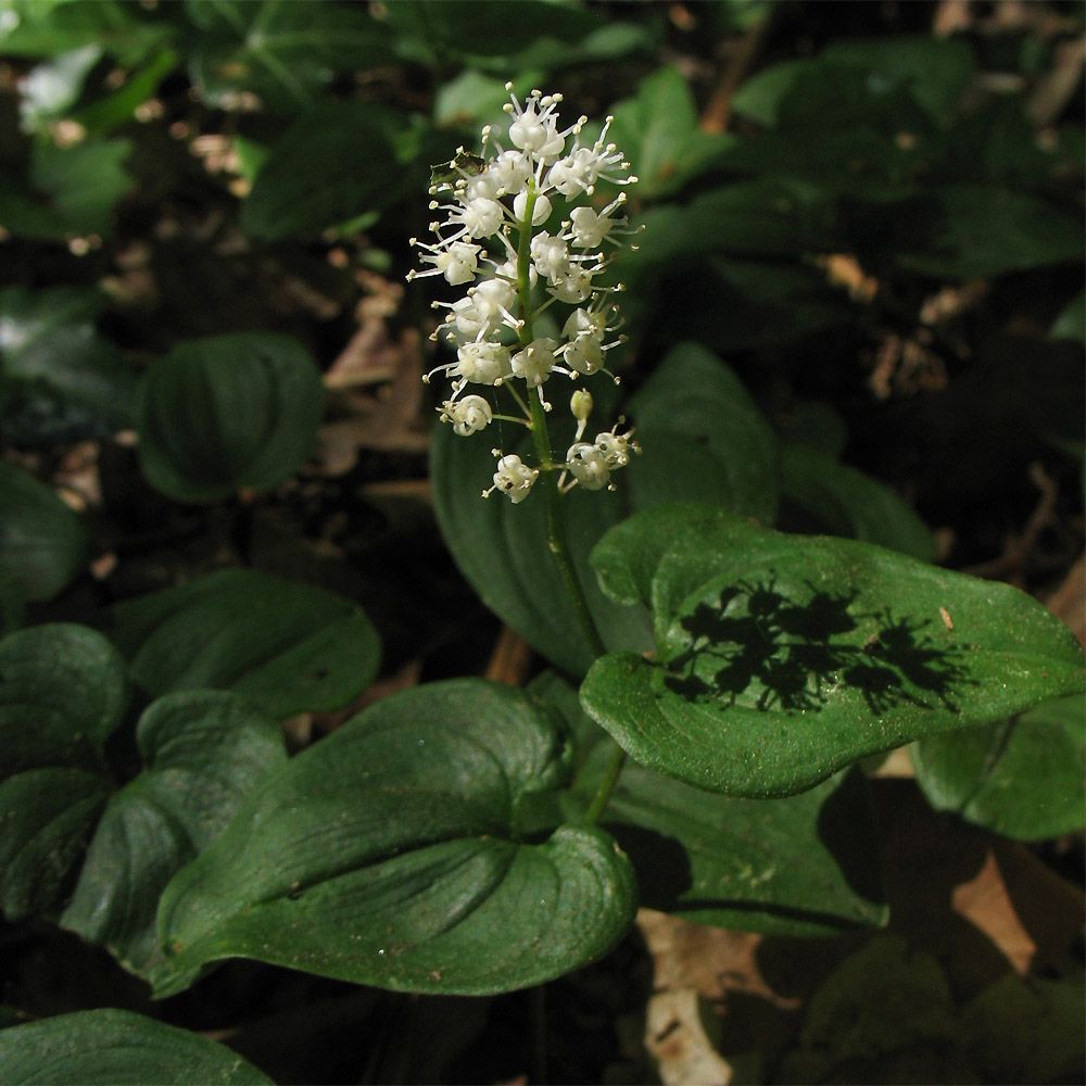 Изображение особи Maianthemum bifolium.