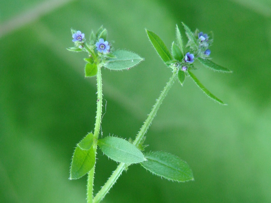 Изображение особи Asperugo procumbens.