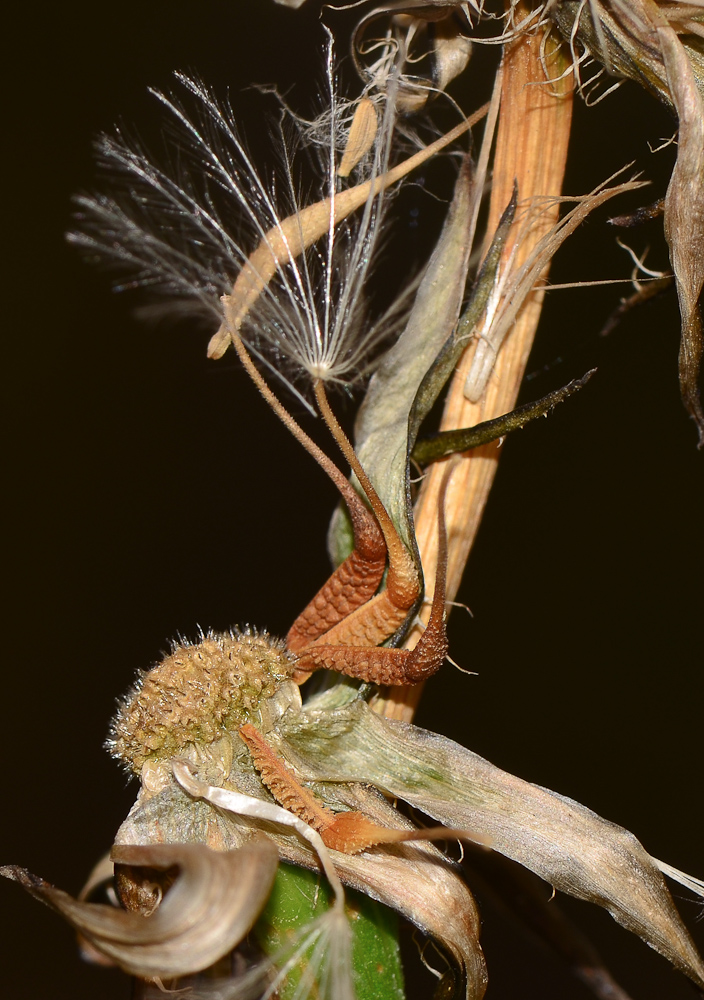 Image of Urospermum picroides specimen.