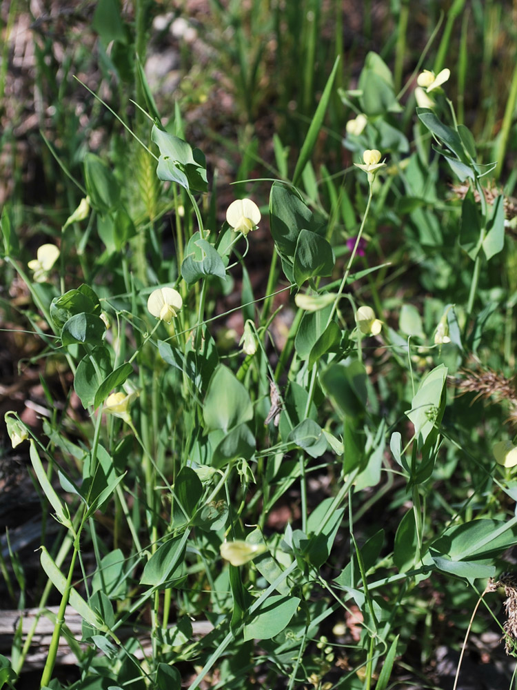 Изображение особи Lathyrus aphaca.