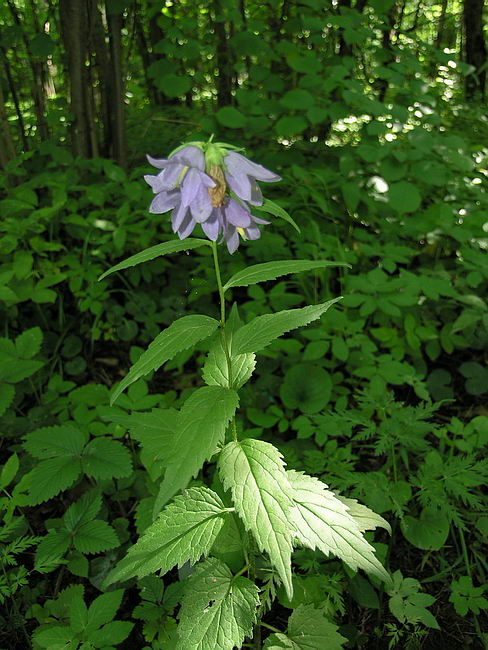 Изображение особи Campanula trachelium.