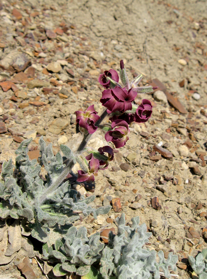 Изображение особи Matthiola odoratissima.