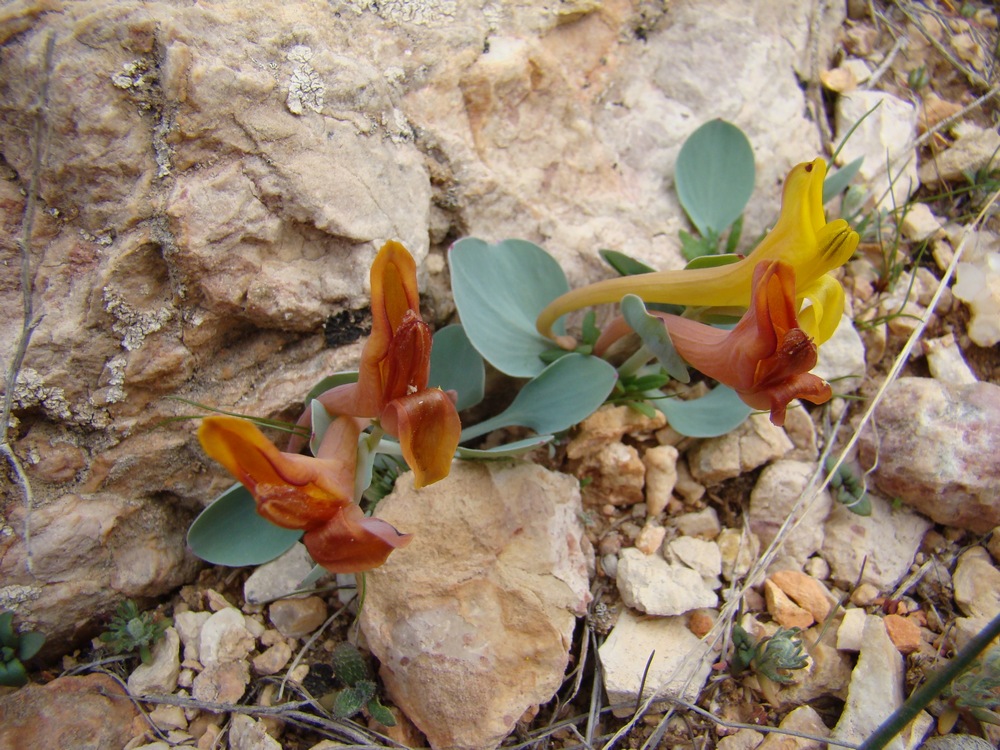 Image of Corydalis nevskii specimen.