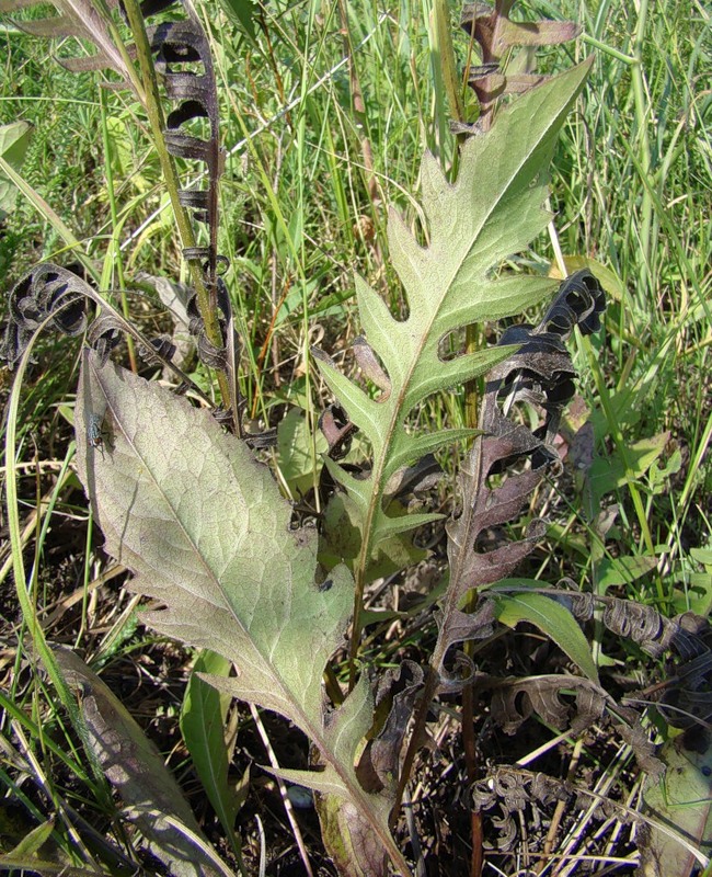 Image of Klasea radiata specimen.