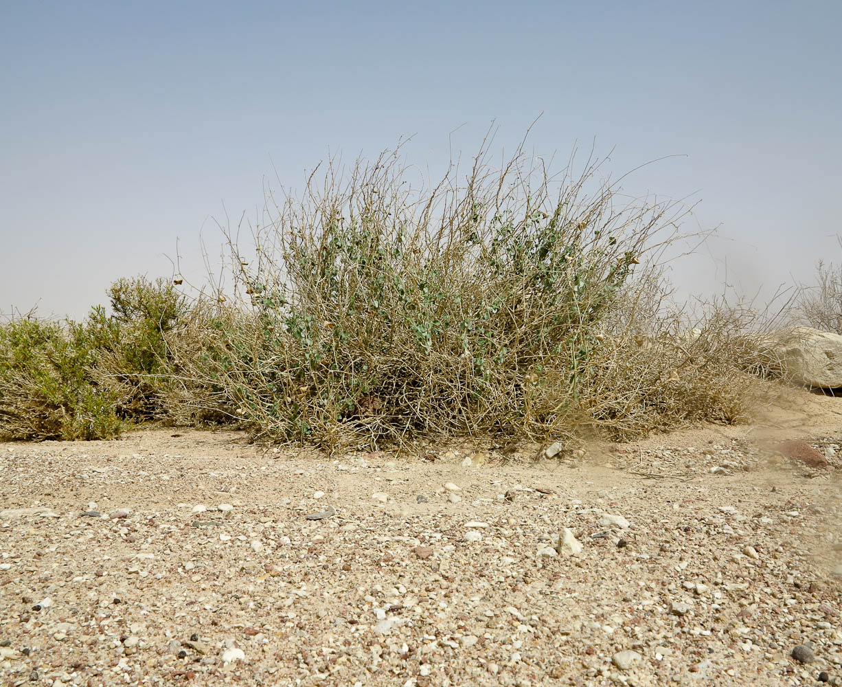 Image of Pergularia tomentosa specimen.