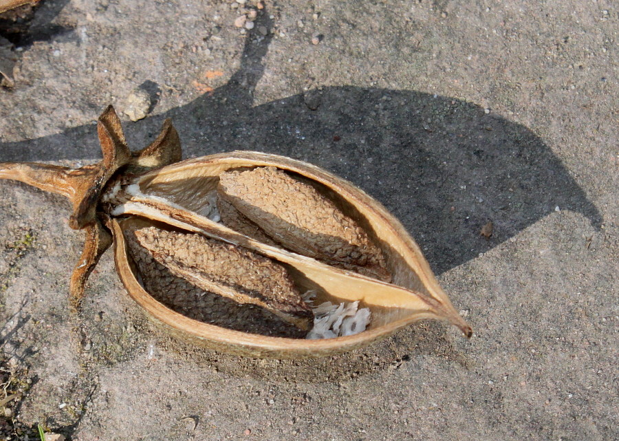 Image of Paulownia fargesii specimen.