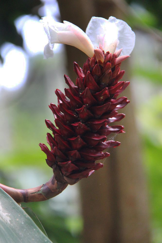 Image of Hellenia speciosa specimen.