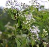 Chromolaena odorata. Верхушка побега с соцветиями. Таиланд, провинция Краби, национальный парк Као Сок. 16.12.2013.