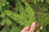 Taxus baccata. Верхушка ветви (вид снизу). Краснодарский край, Апшеронский р-н, окр. пос. Мезмай, хребет Гуама, Орлиная скала. 28.04.2014.