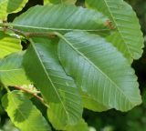 Nothofagus × alpina. Листья (нижняя сторона). Германия, г. Дюссельдорф, Ботанический сад университета. 04.05.2014.