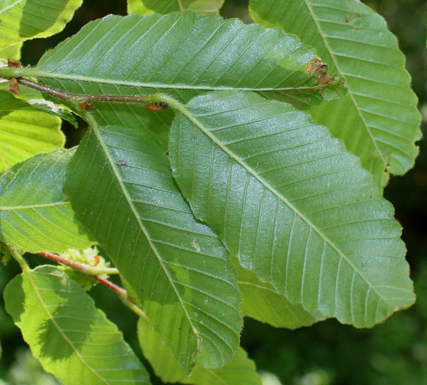 Изображение особи Nothofagus &times; alpina.