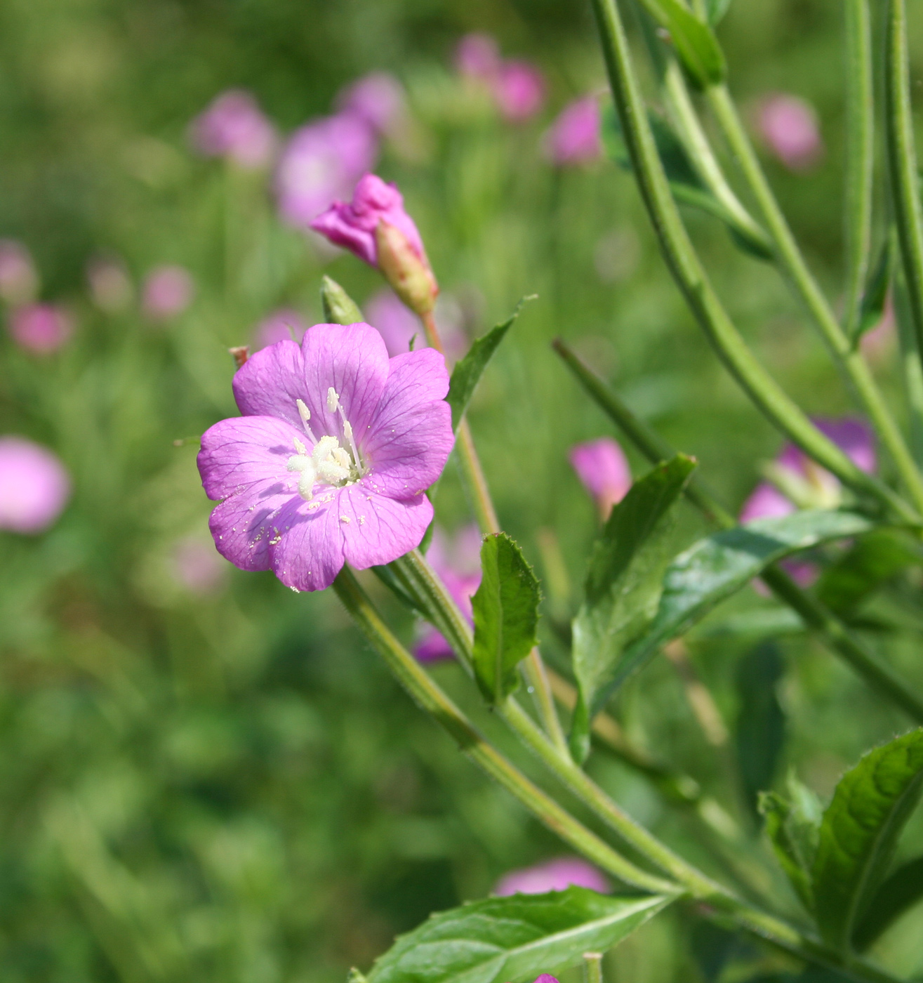Изображение особи Epilobium hirsutum.