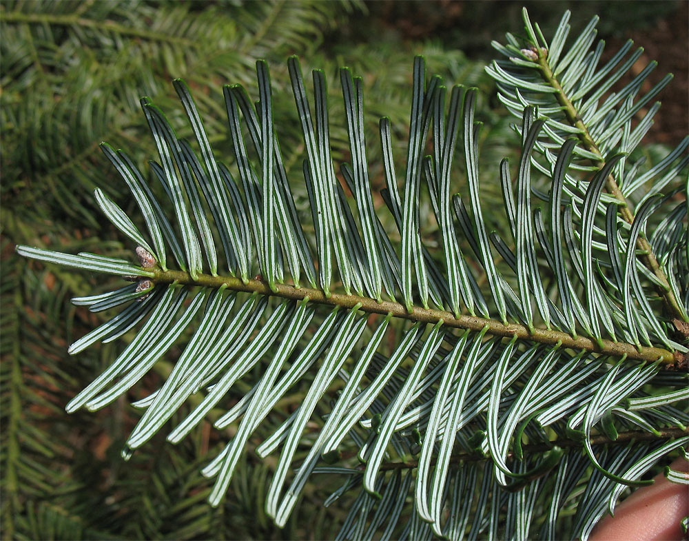 Image of Abies grandis specimen.