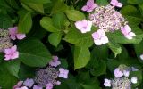 Hydrangea macrophylla. Цветущее растение. Франция, Шенонсо, огород-цветник. 24.07.2013.