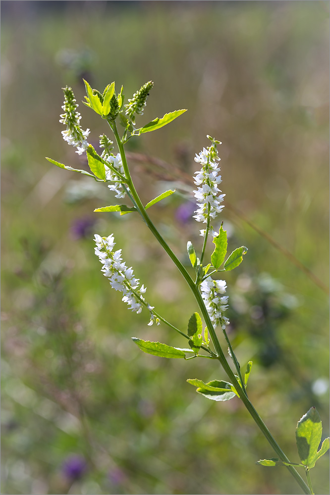 Изображение особи Melilotus albus.