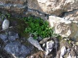 Salix herbacea. Отцветающее растение на дерновине в скалах. Кольский п-ов, Восточный Мурман, Дальние Зеленцы, мыс Аварийный. 14.07.2007.