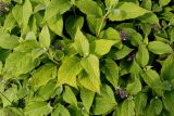 Hydrangea involucrata