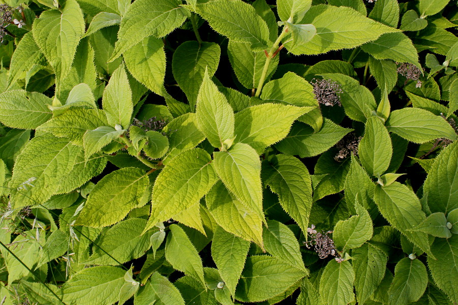 Image of Hydrangea involucrata specimen.