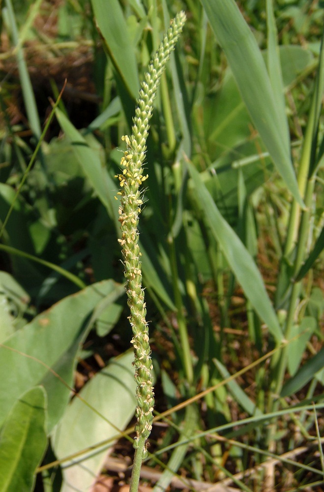 Изображение особи Plantago salsa.