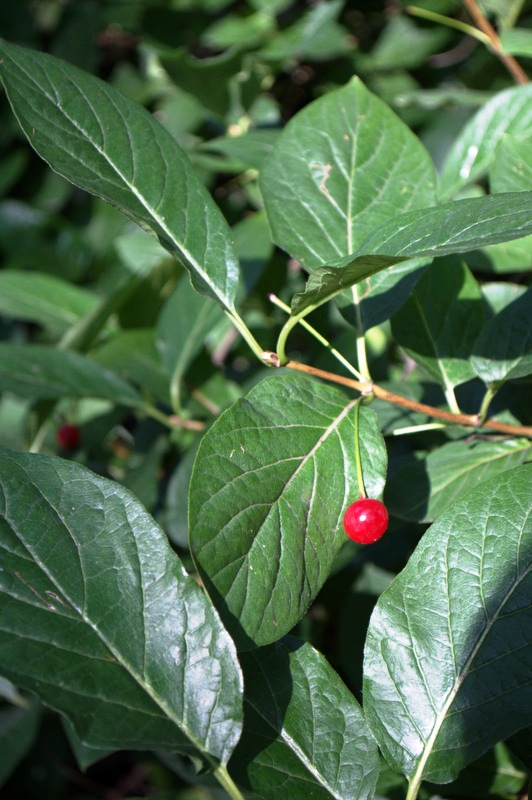 Изображение особи Lonicera sachalinensis.