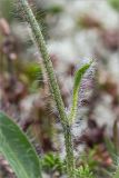 Hieracium alpinum. Средняя часть побега с листом. Мурманская обл., Печенгский р-н, лишайниково-вороничная тундра западнее хр. Муста-Тунтури. 30.07.2014.