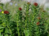 Rhodiola linearifolia