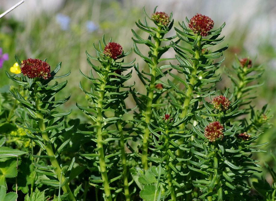 Image of Rhodiola linearifolia specimen.