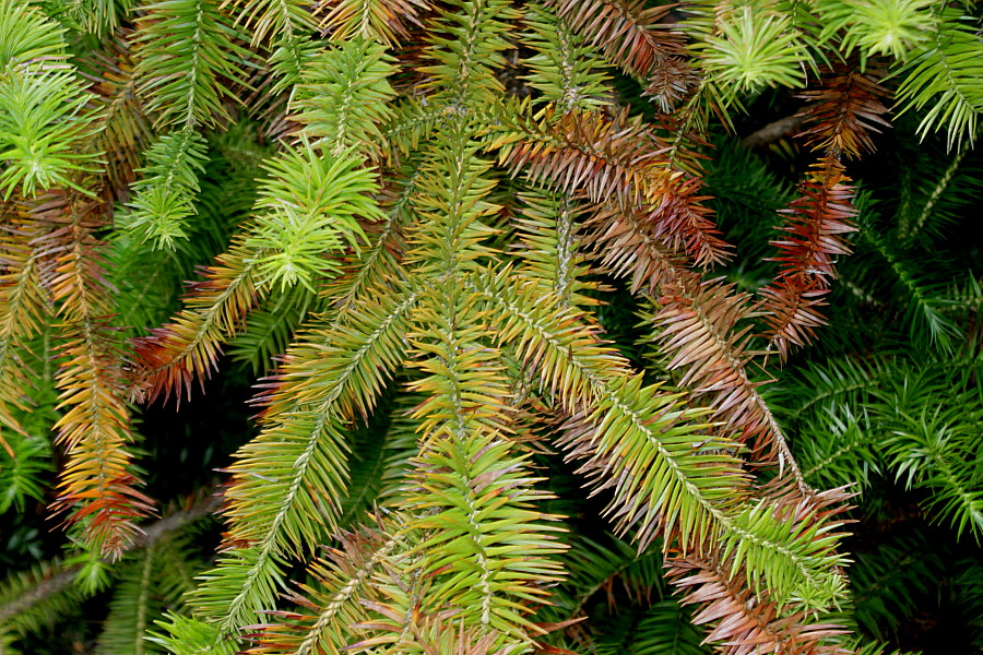 Изображение особи Cunninghamia lanceolata.