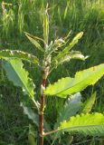 Rumex longifolius. Верхняя часть побега с бутонами. Кольский п-ов, Восточный Мурман, пос. Дальние Зеленцы, берег оз. Промерное. 26.07.2009.