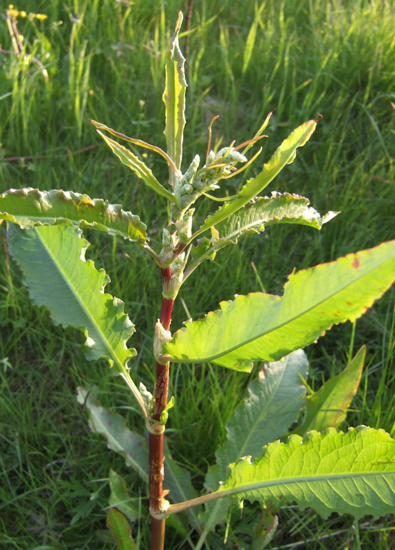 Image of Rumex longifolius specimen.