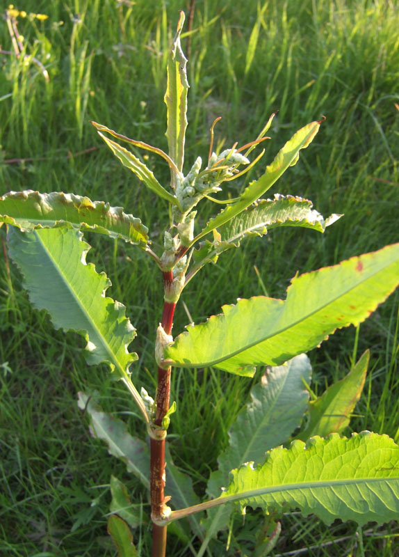 Изображение особи Rumex longifolius.