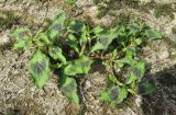 Persicaria lapathifolia