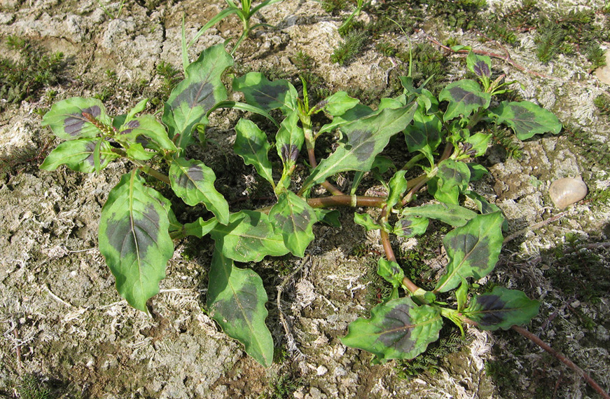 Image of Persicaria lapathifolia specimen.