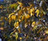 Salix pentandra. Ветви с листьями в осенней раскраске. Московская обл., Раменский р-н, окр. ж.-д. платформы Хрипань, окраина леса. 02.10.2014.