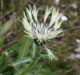 Centaurea cheiranthifolia