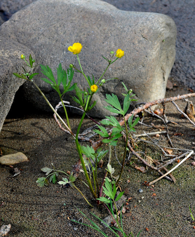 Image of Ranunculus repens specimen.