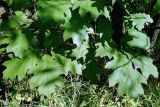 Quercus rubra