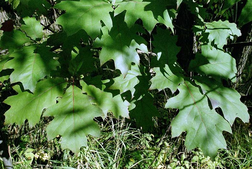Изображение особи Quercus rubra.