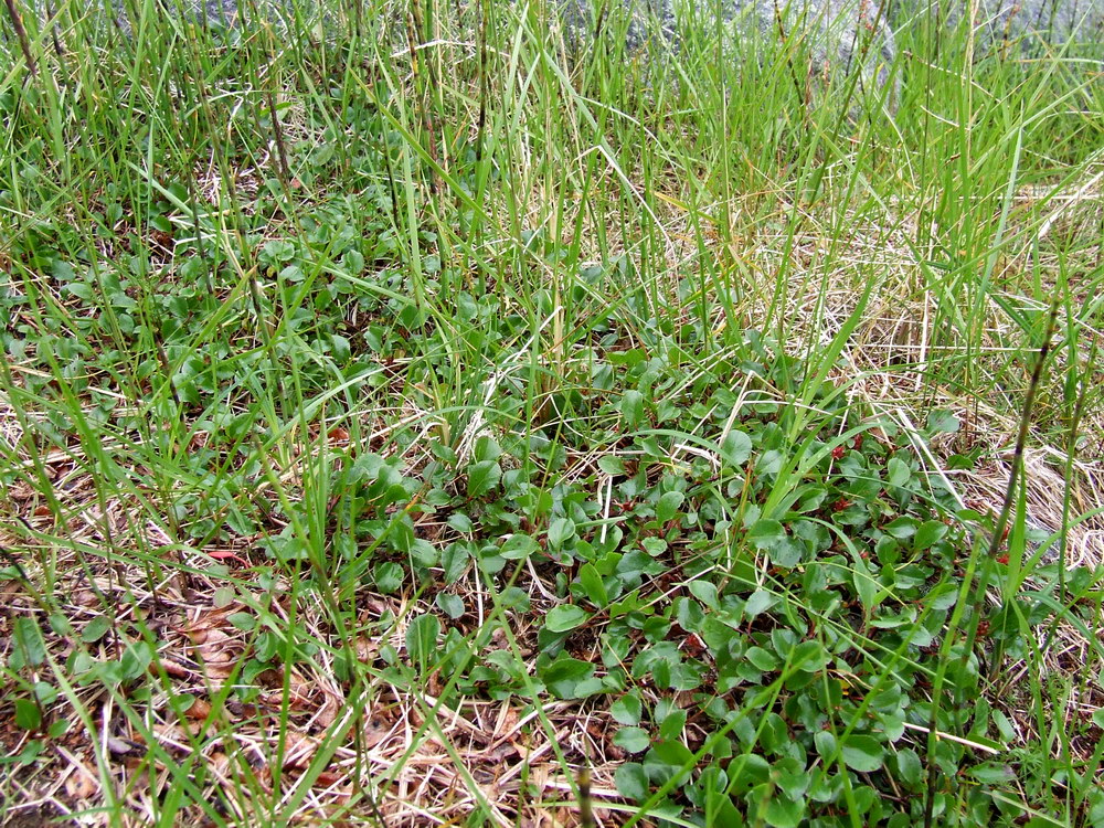 Изображение особи Salix herbacea.