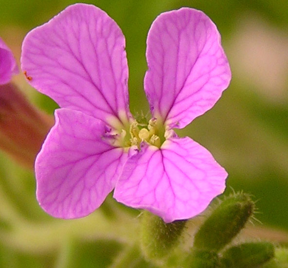 Image of Dontostemon hispidus specimen.