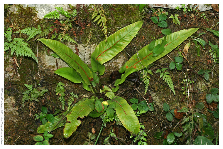 Изображение особи Phyllitis scolopendrium.