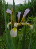 Iris sogdiana