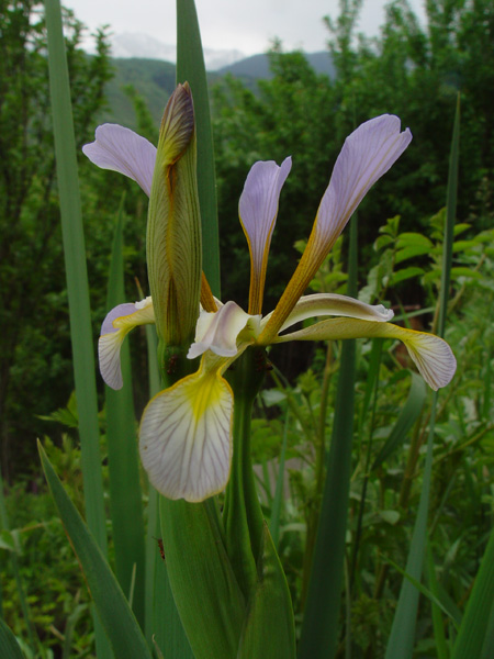 Изображение особи Iris sogdiana.