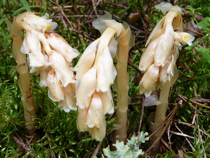 Image of Hypopitys monotropa specimen.