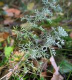 Artemisia austriaca